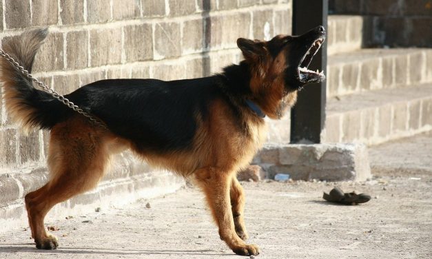 How to Stop a Dog Barking with an E Collar