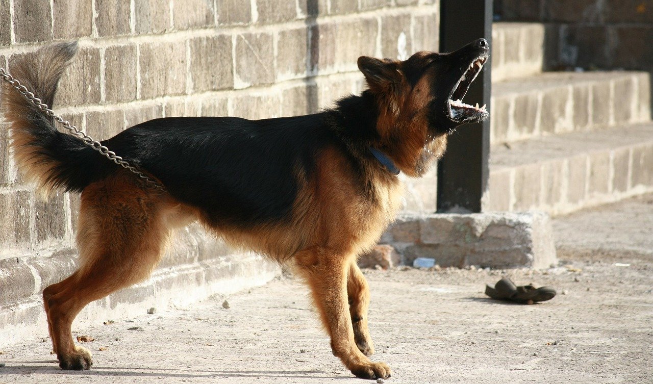 A German Shepherd dog barking
