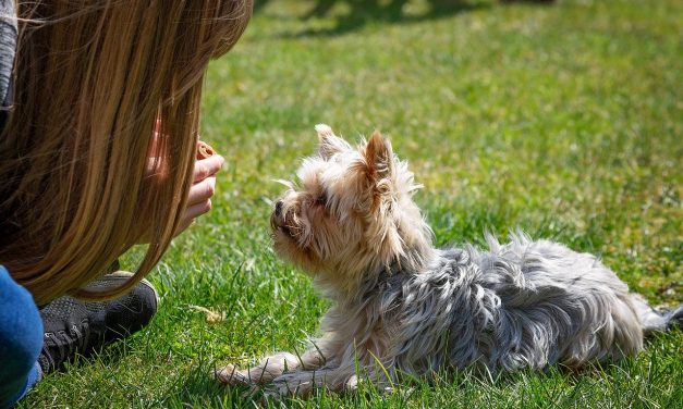 Training Deaf Dogs Using a Shock Collar