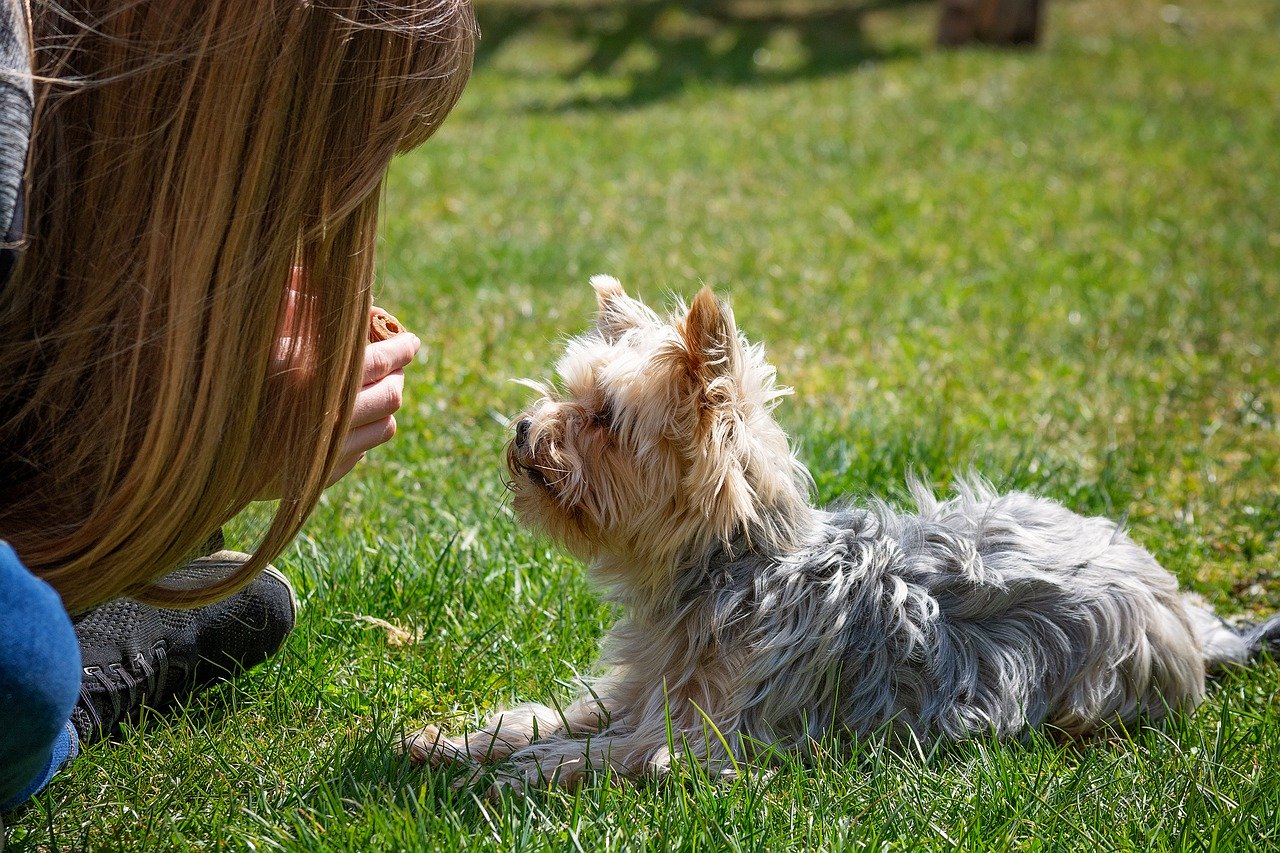 A girl training a deaf dog