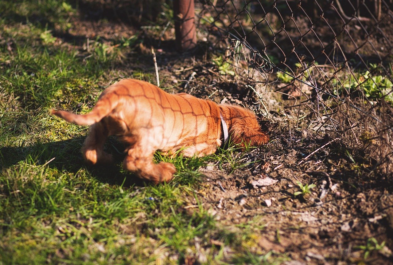 A dog digging under a fence