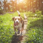 What Is “Static” Stimulation From Dog Collars?