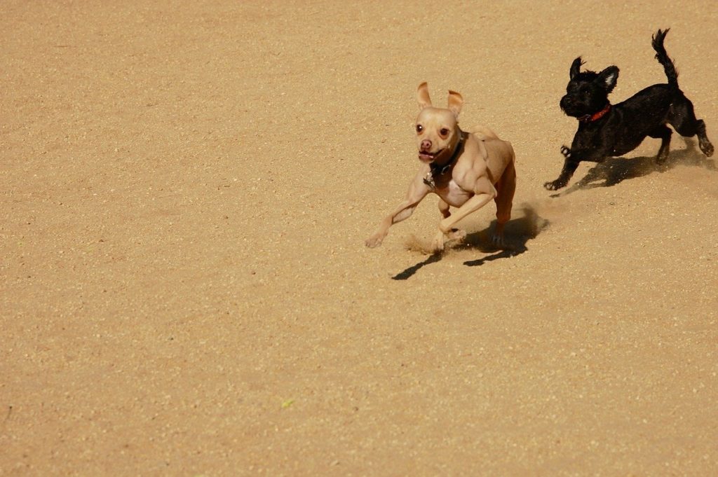 A dog chasing another dog