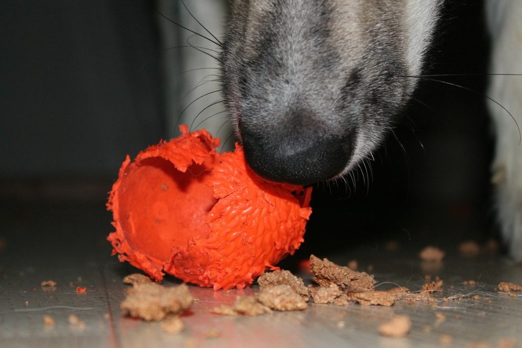 A dog with destroyed toy