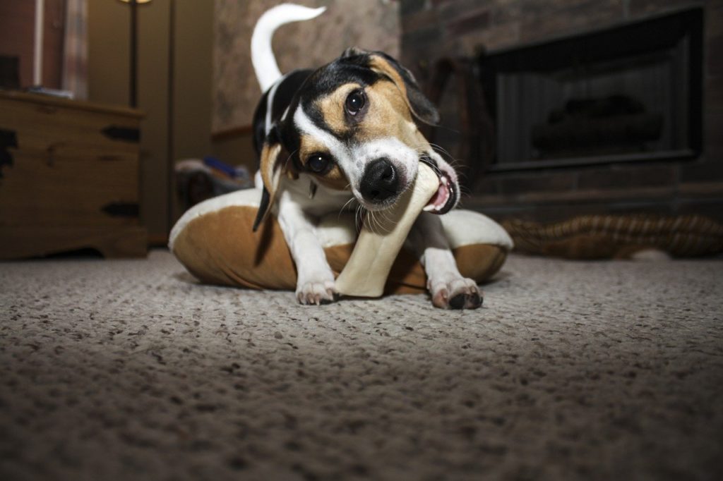 A Dog Chewing a Bone