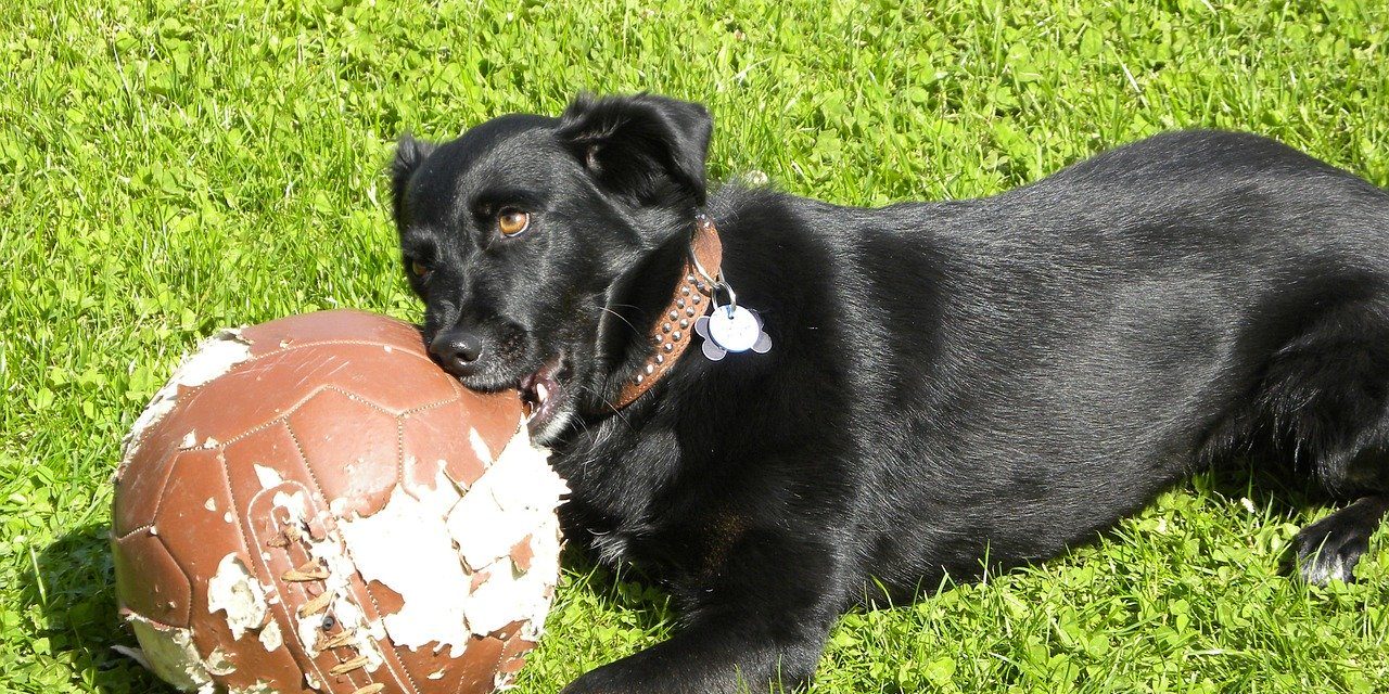 shock collar for dogs that run away