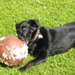 What Causes A Dog To Chew & How To Train Them To Stop with an e-collar