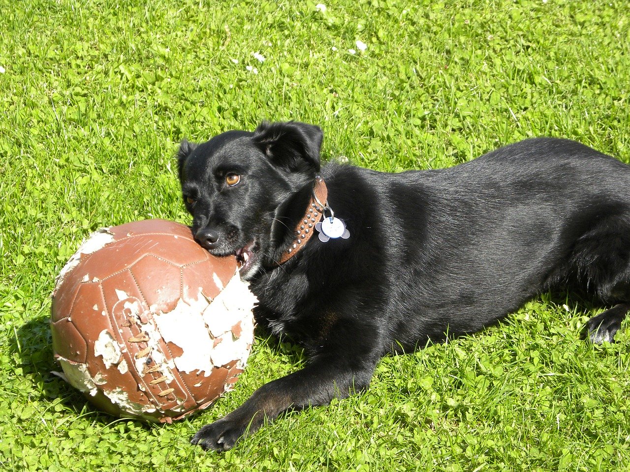 A Labrador chewing a soccer ball