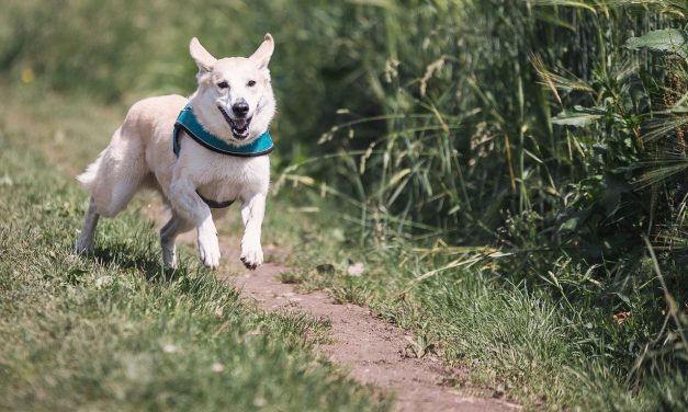 How To Teach Your Dog The “Come” Command