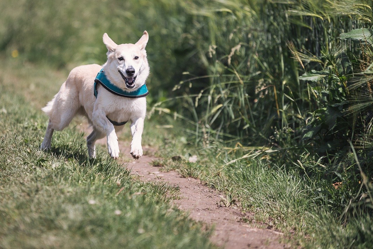 A dog running towards it's owner