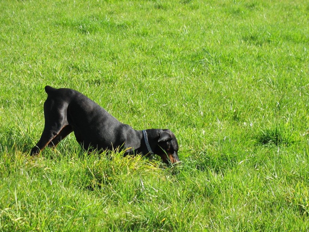 A Doberman dog digging in the garden