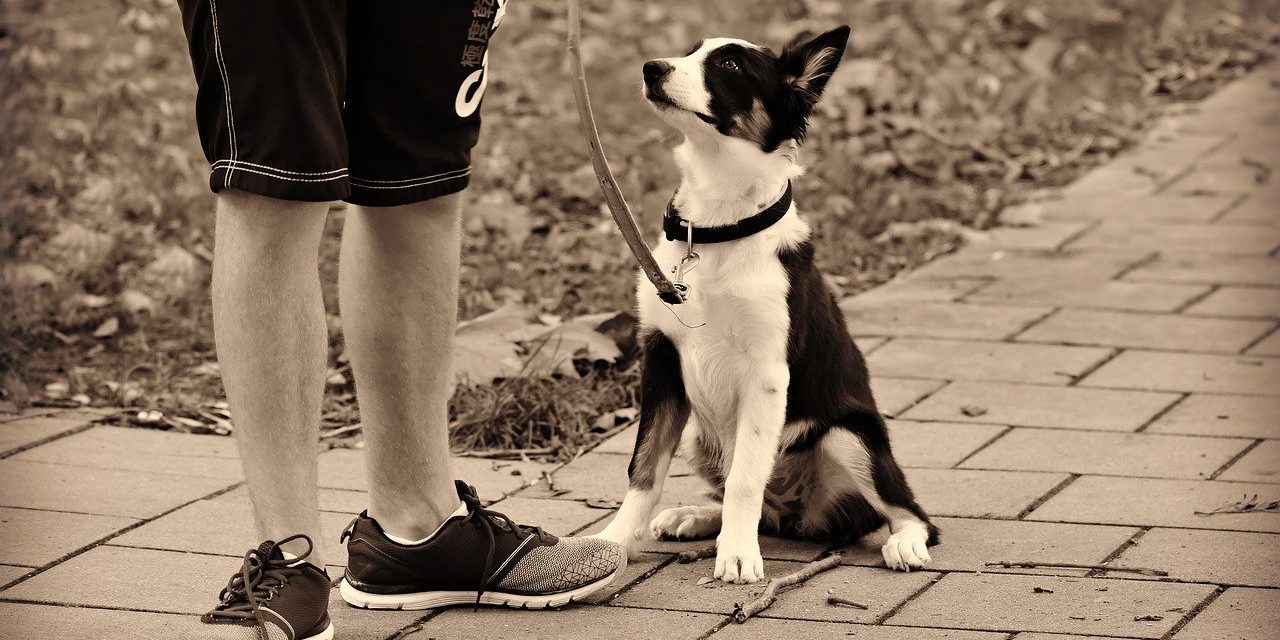 getting a dog to heel