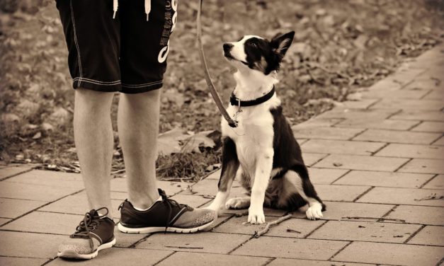 How To Teach Your Dog The “Heel” Command