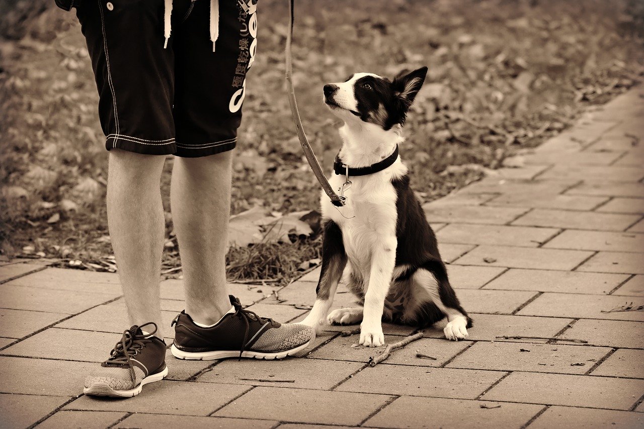 An owner telling his dog to heel