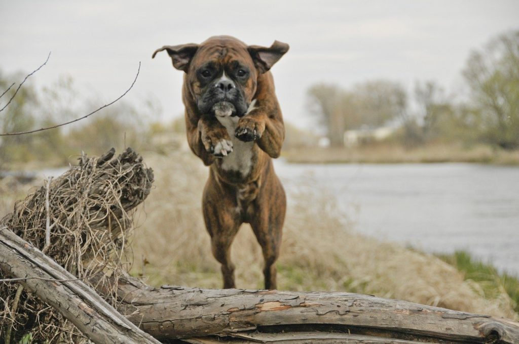 A dog in the air