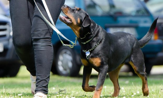 Understanding How Dogs Learn