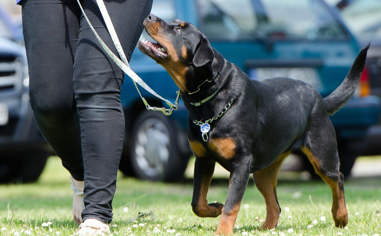 A dog learning at school