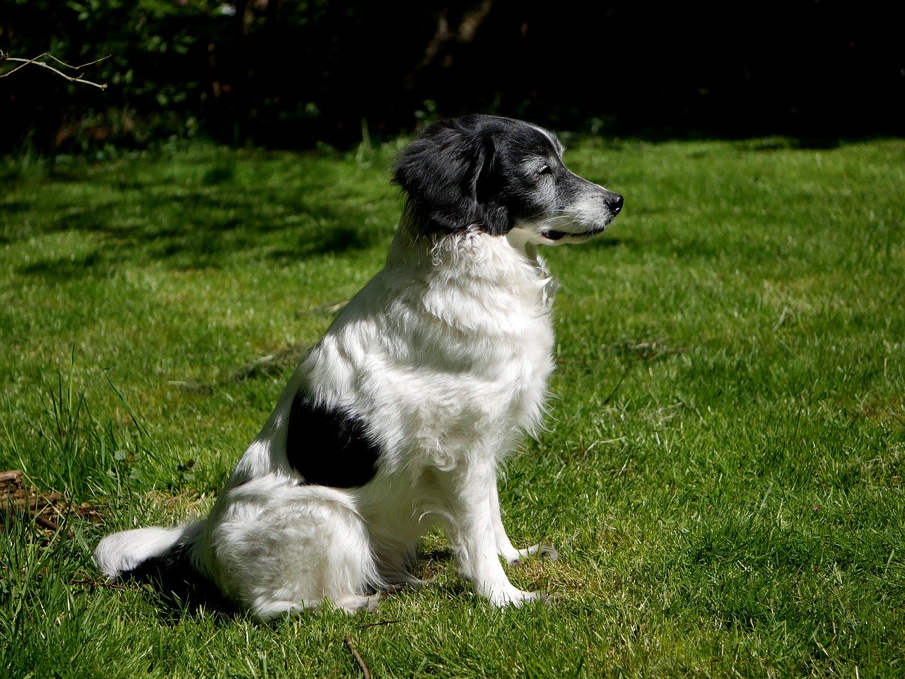 A dog sitting on the grass