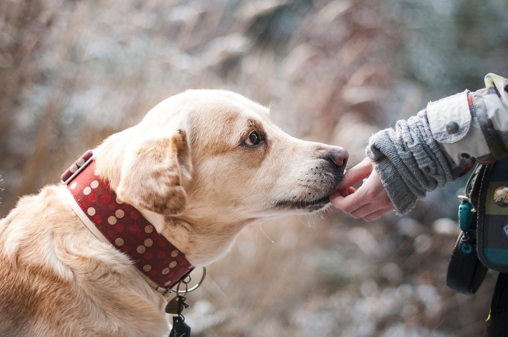 A dog being given a treat