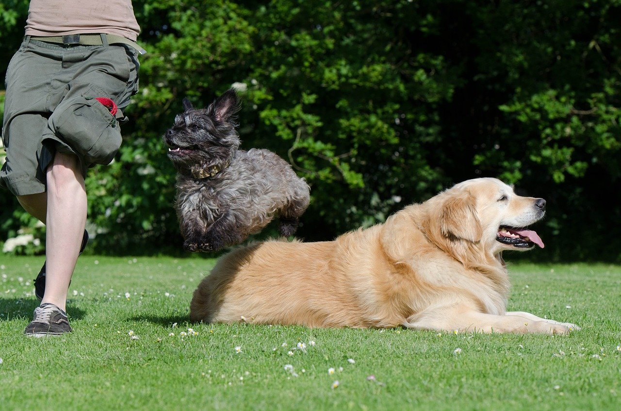A dog jumping over another dog