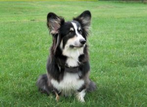 A dog wearing an e collar