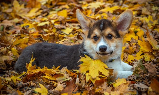 Fall Safety Tips For Your Dog