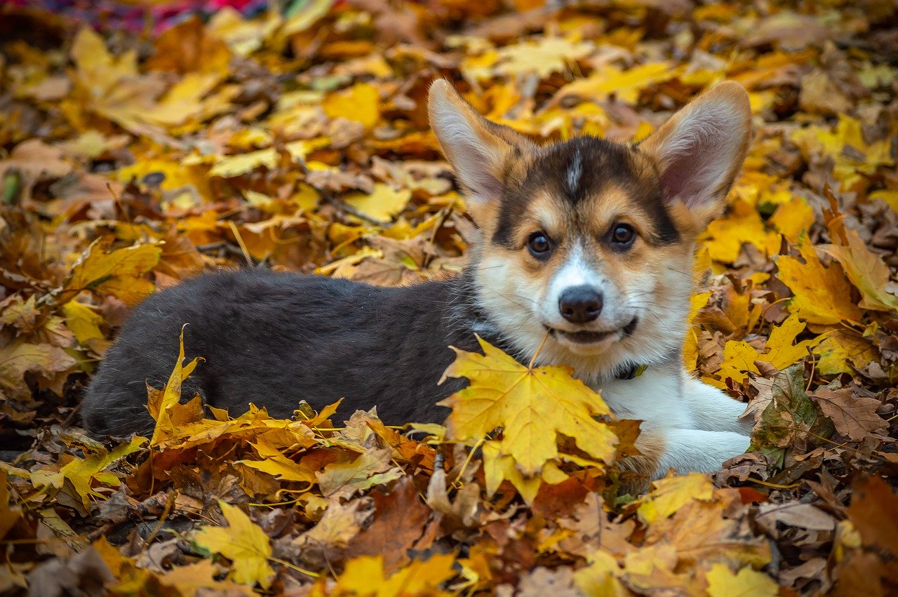 A dog lying on orange leaves