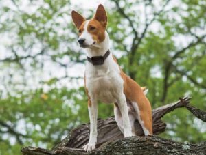 Dog stood on tree with e collar