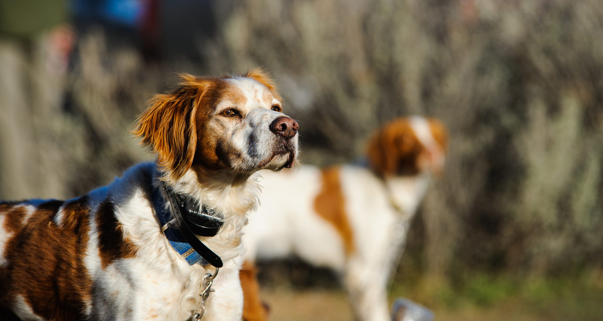 safest shock collars for dogs