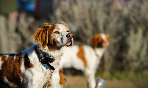 Shock Collars For Dogs: Are They Safe & Humane?