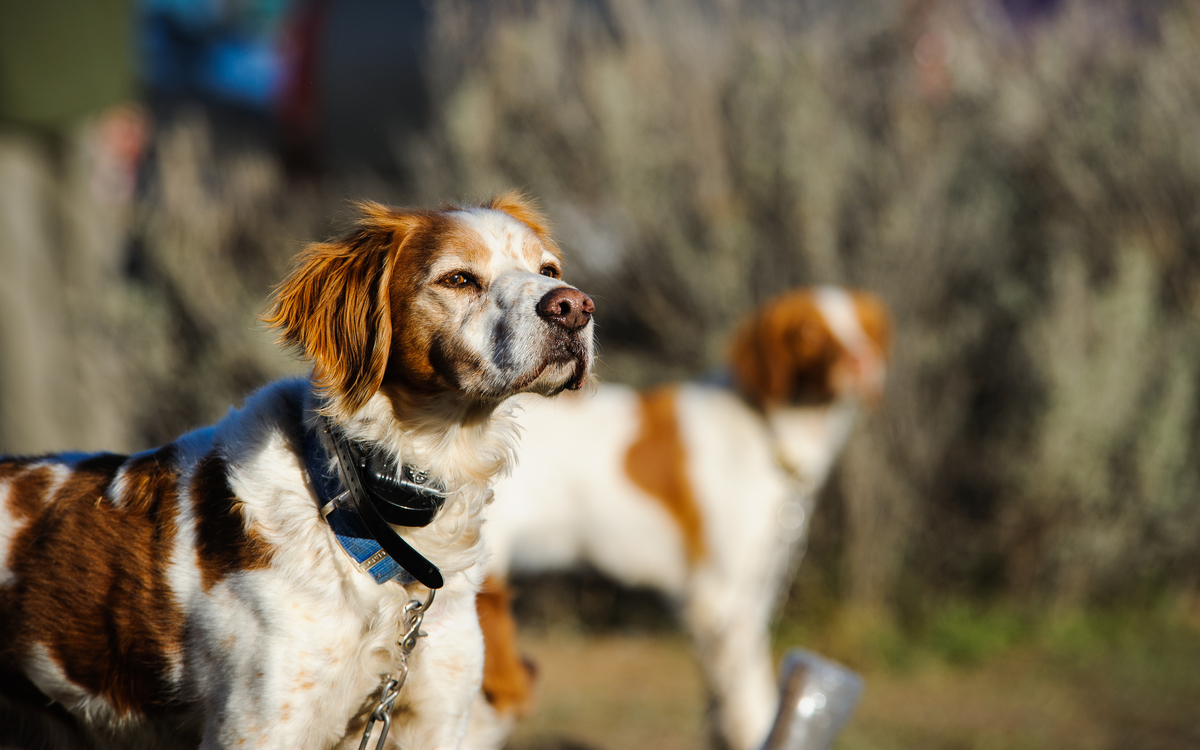 can bark collars be used on puppies