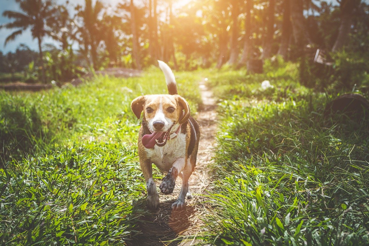 A dog in the park