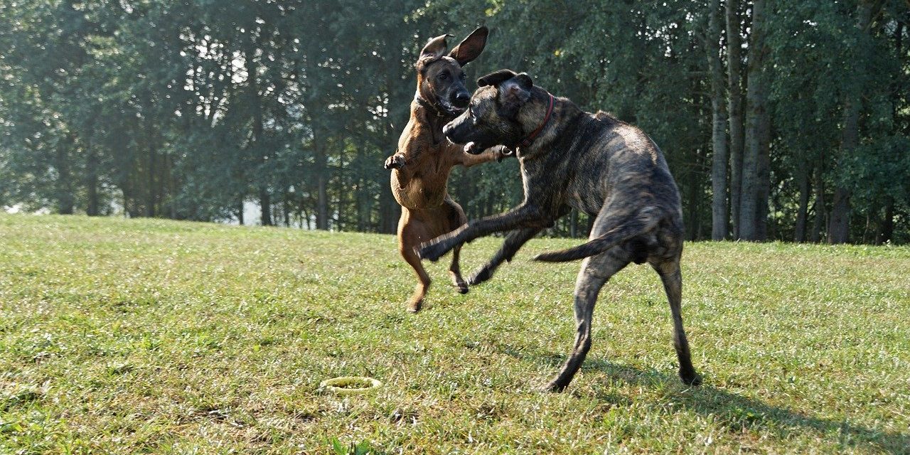 to Train a Dog to Stop Jumping 