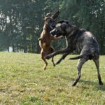 Why Dogs Jump Up On People & How To Train Them To Stop With an E Collar