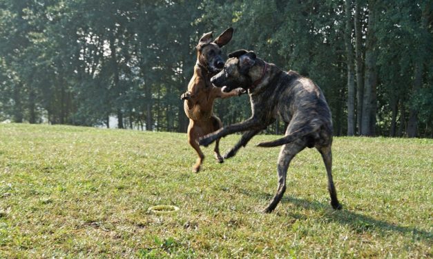 Why Dogs Jump Up On People & How To Train Them To Stop With an E Collar