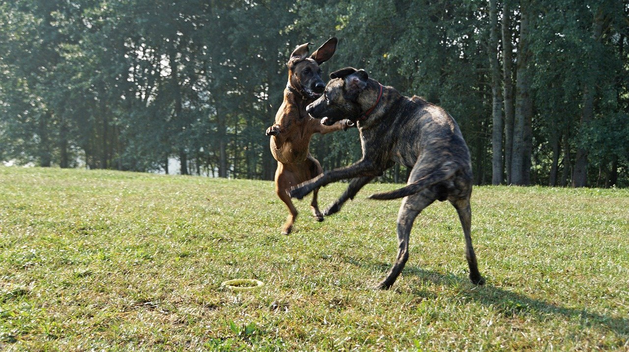 Two dog jumping at each other