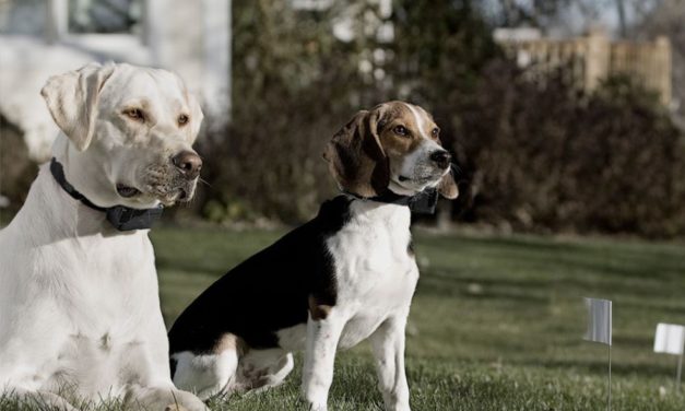 Training Multiple Dogs? Use Multiple Dog TRAINING  Collars