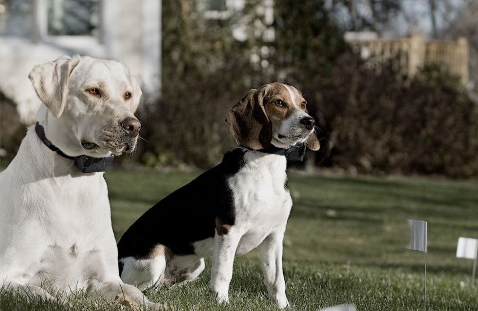 best shock collar for beagles