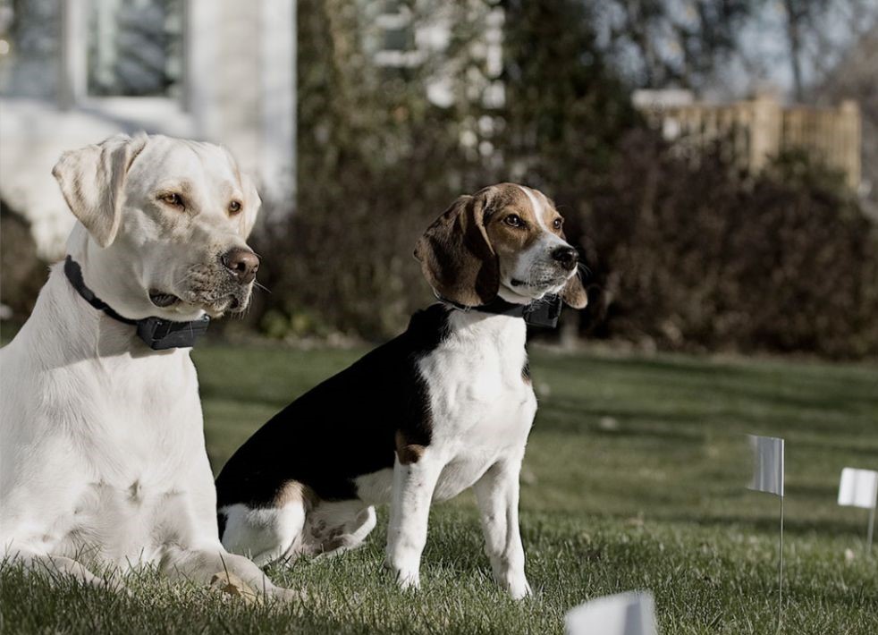 can bark collars be used on puppies