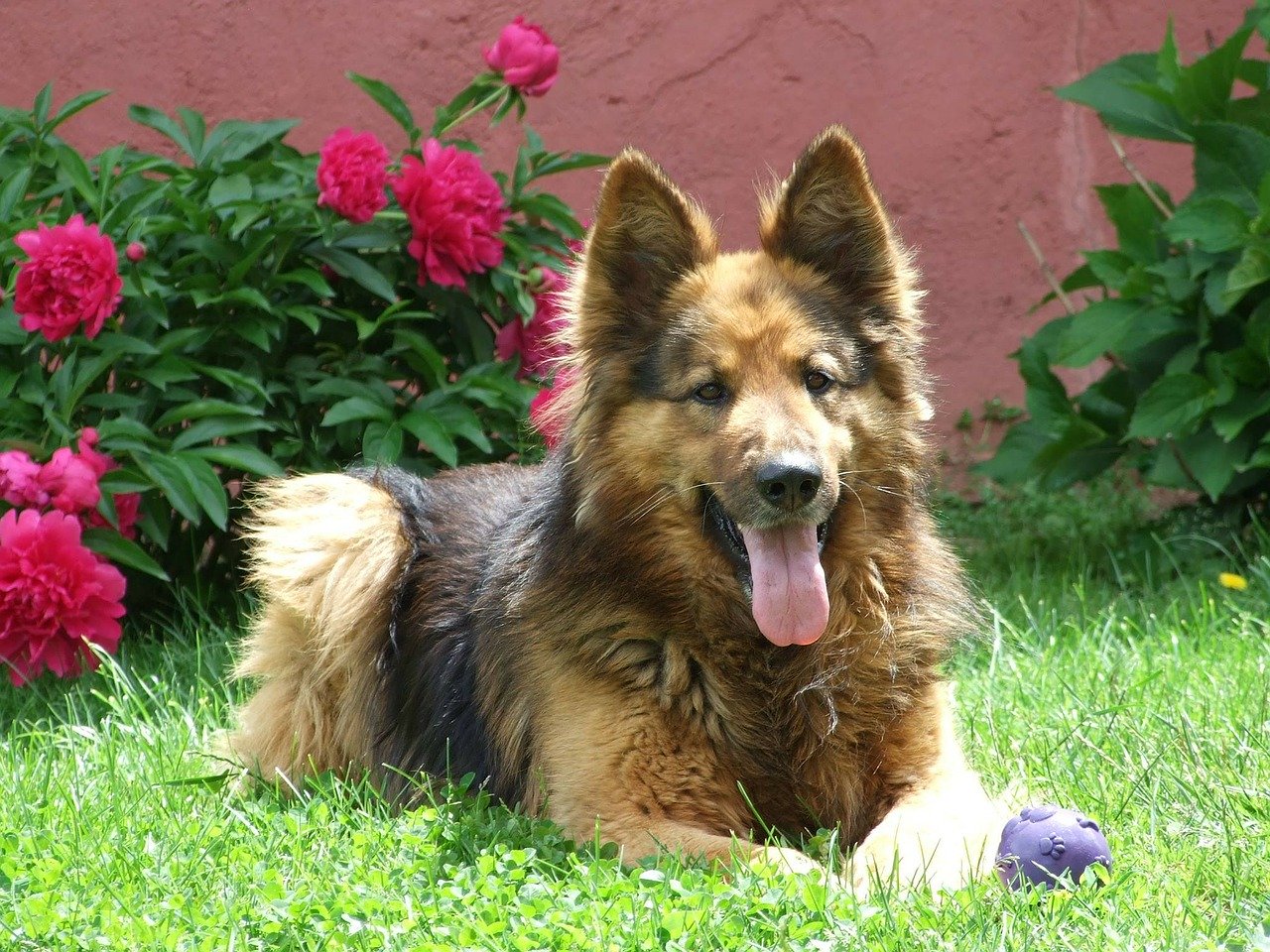 A German Shepherd dog sat in a garden