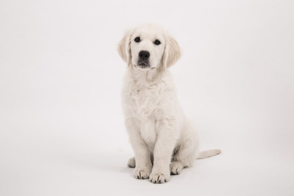 A Golden Retriever sat down