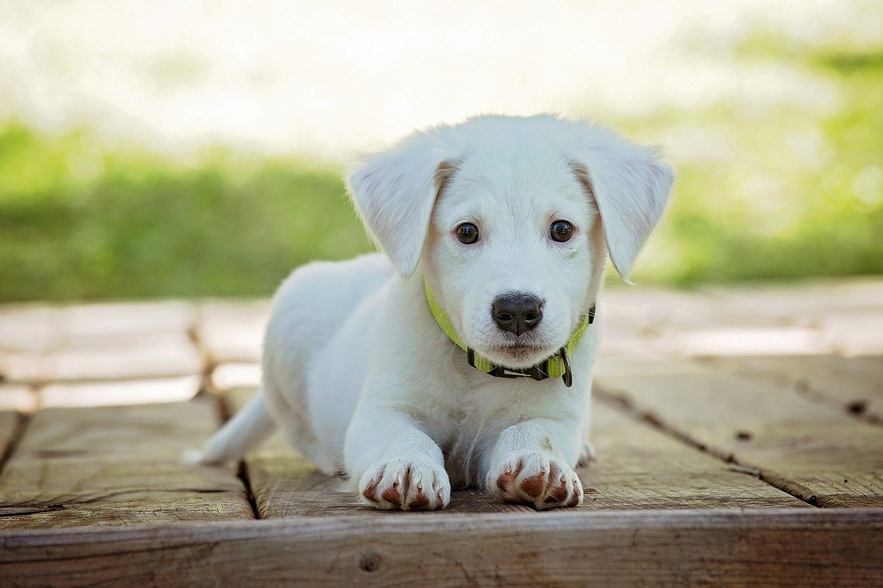 A puppy wearing an e collar