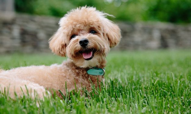 How Old Your Puppy Should Be When Introduced To The Electric Dog Fence