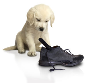 A puppy looking at a shoe