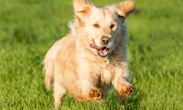 Why Dogs Like To Chase Things (like cars & cats) & How To Train Them To Stop with an e collar