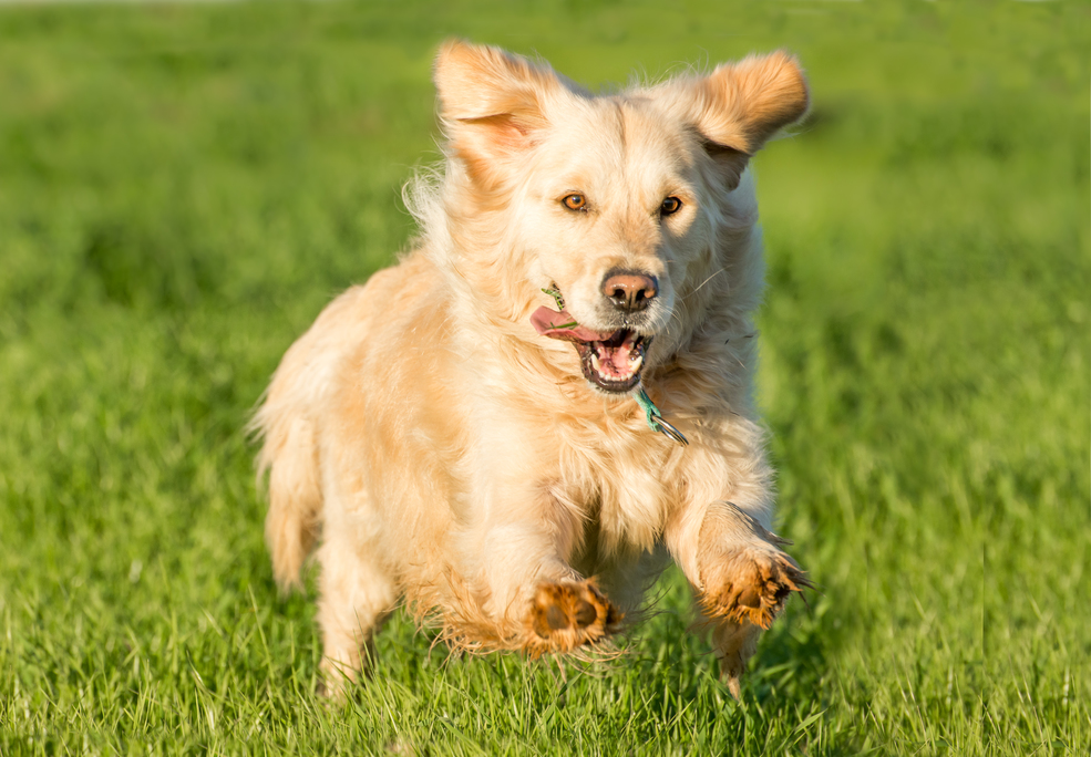 A golden retriever running in a field