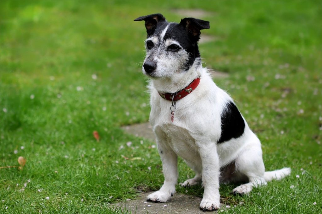 A black and white Jack Russel sitting on the grass