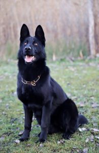 A black German Shepherd sitting down