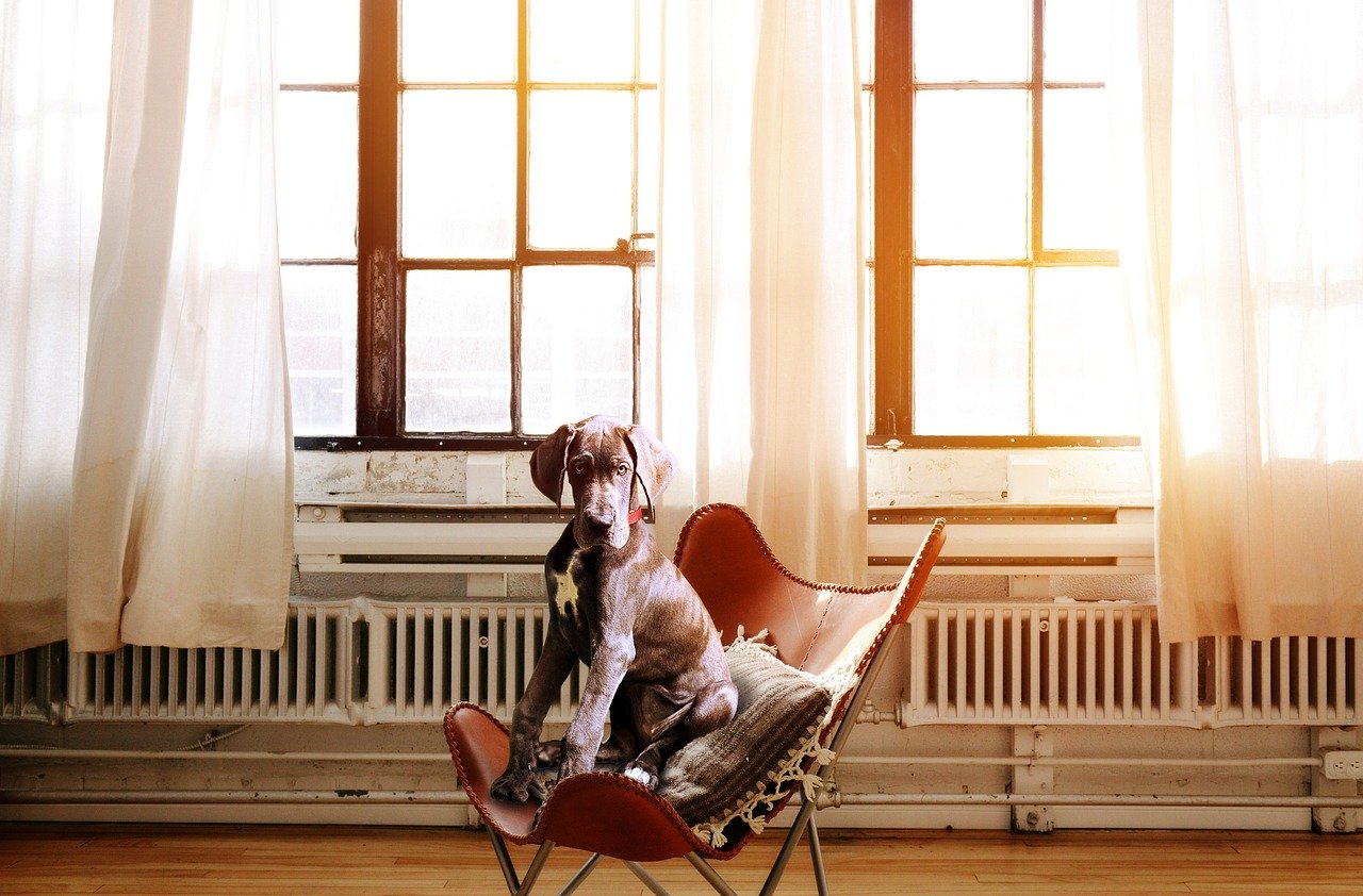 A dog wearing a vibration training collar