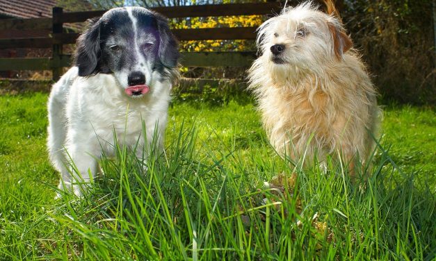 Choosing Between Long And Short Probes For Short & Long Haired Dogs